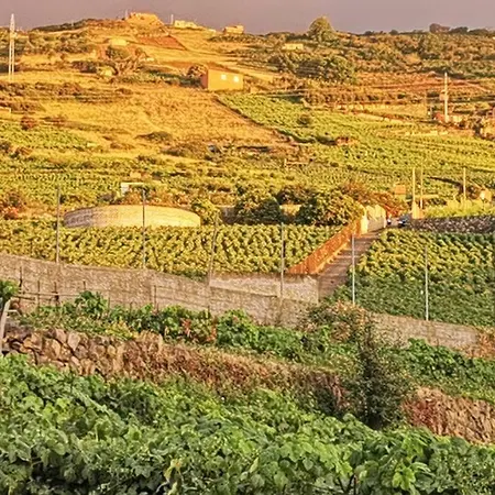 Casa Entre Vinedos * Santa Cruz de Tenerife