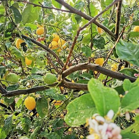 別荘 Casa Entre Vinedos サンタクルスデテネリフェ